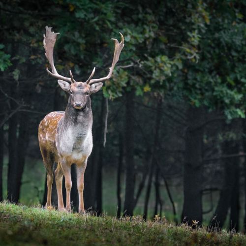 Jagd - Wildverkauf